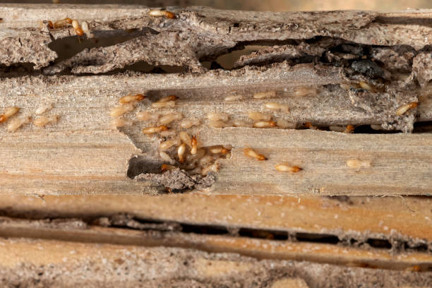 Best Mosquito Control Services  in Pike Road, AL
